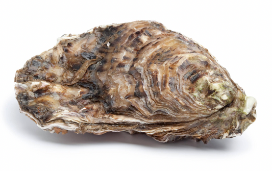 Which types of Oysters are raised in Zeeland?